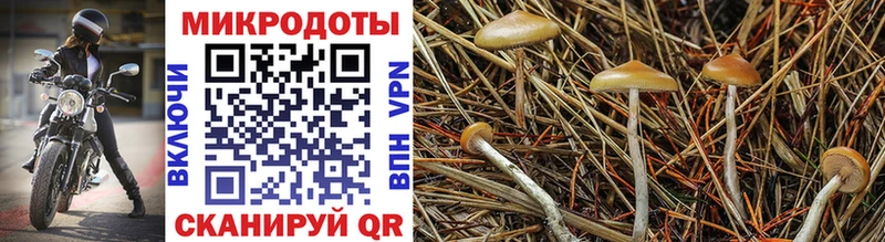 Псилоцибиновые грибы Psilocybe Константиновск